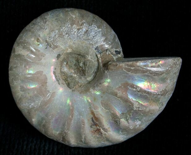 Silver Iridescent Ammonite - Madagascar #5354